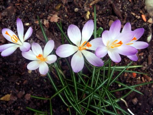 Crocus, Iridaceae, Violetinė, Pavasaris, Augalas