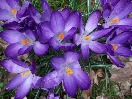 Crocus, Iridaceae, Violetinė, Pavasaris, Augalas