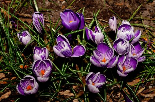 Crocus, Žiedas, Žydėti, Pavasaris, Gėlės, Violetinė, Pavasario Gėlės, Frühlingsanfang, Gamta, Pilnai Žydėti, Sodas, Pavasario Požymiai, Uždaryti, Kovas, Žydėti, Balta, Augalas