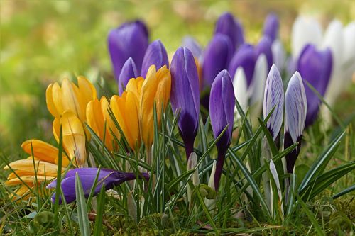 Crocus, Gėlė, Pavasario Gėlė, Spalvinga