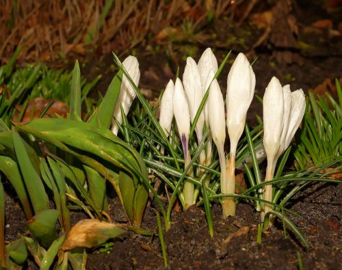 Crocus, Gėlės, Žydėti, Pavasario Gėlės, Augalas, Kovas, Uždaryti, Frühlingsanfang, Pavasario Požymiai, Balta, Pilnai Žydėti, Pavasaris