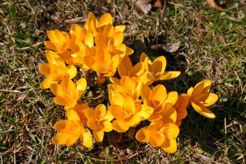 Crocus, Geltona, Žiedas, Žydėti, Gėlė, Gamta, Pavasaris, Augalas, Žydėti, Pavasario Gėlė, Parkas, Uždaryti, Pieva, Spalva, Spalvinga