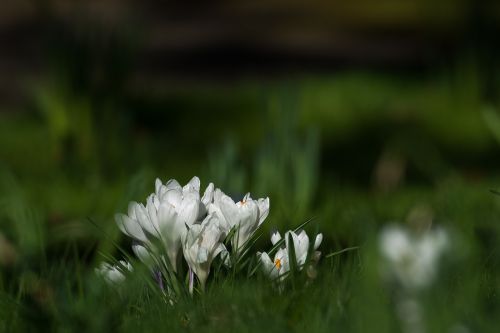 Crocus, Gėlės, Pavasaris, Frühlingsanfang, Balta, Uždaryti, Sodas, Pieva