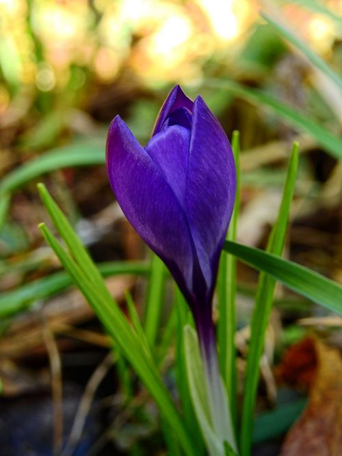 Crocus, Gėlė, Žiedas, Žydėti, Pavasaris, Pavasario Gėlė, Gamta, Violetinė, Ankstyvas Bloomer, Frühlingsanfang, Gėlių Jūra