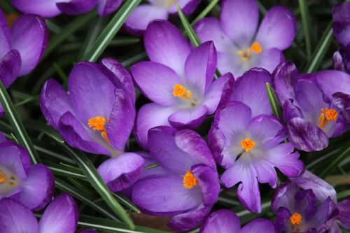 Crocus, Gėlė, Violetinė, Pavasaris