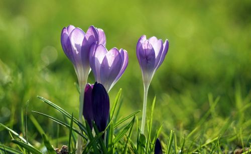 Crocus, Violetinė, Pavasaris, Pavasario Gėlė, Ankstyvas Bloomer, Violetinė, Pavasario Krokusas