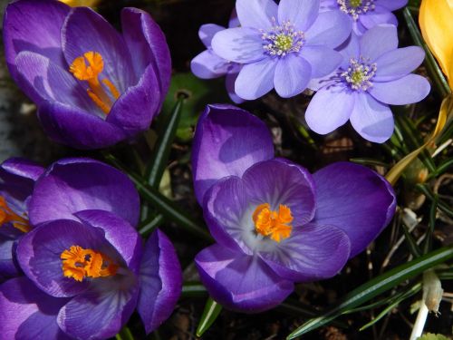 Crocus, Pavasario Gėlės, Ankstyvas Bloomer, Mėlynas, Violetinė, Pavasario Pabudimas, Frühlingsanfang, Pavasario Pranašys, Pavasaris