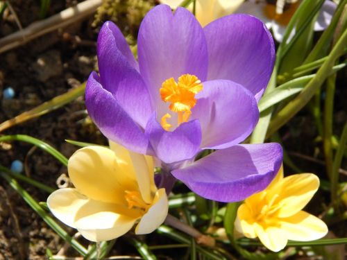 Crocus, Pavasaris, Pavasario Gėlė, Ankstyvas Bloomer, Pavasario Požymiai, Pavasario Pradžia, Pavasario Pabudimas