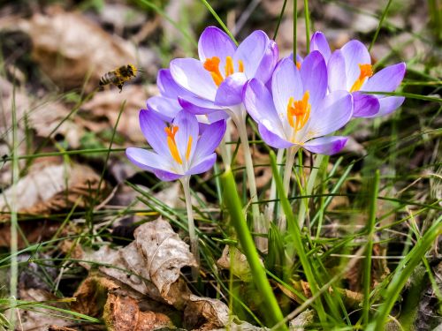 Crocus, Gėlė, Žiedas, Žydėti, Augalas, Gamta