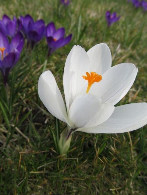 Crocus, Gėlė, Išsamiai, Pavasaris, Čekijos Respublika