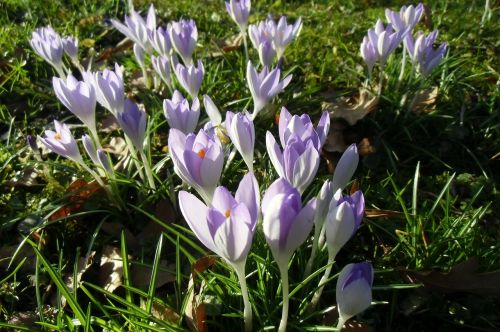 Crocus, Pieva, Pavasario Pieva, Gėlės, Pavasaris, Pavasario Požymiai, Pavasario Karščiavimas