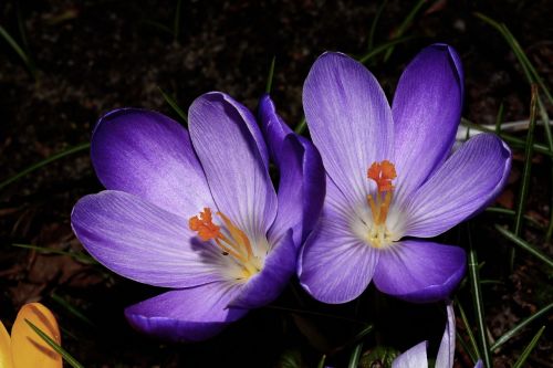 Crocus, Gėlė, Žiedas, Žydėti, Uždaryti, Violetinė, Frühlingsanfang