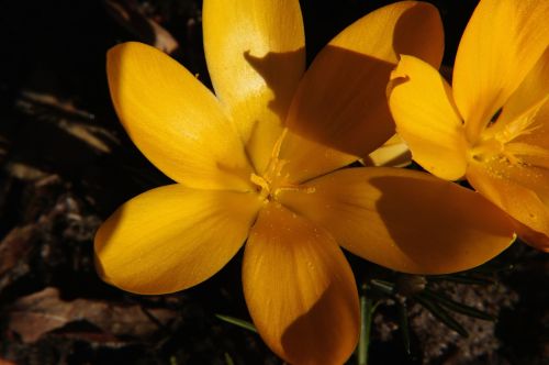 Crocus, Gėlė, Žiedas, Žydėti, Uždaryti, Geltona, Frühlingsanfang