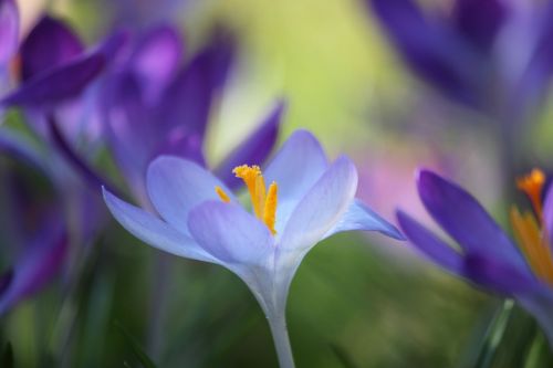 Crocus, Gėlė, Pavasaris, Violetinė, Žiedas, Žydėti, Uždaryti, Gėlės, Spalvinga, Flora, Botanika, Kovas, Pavasario Gėlė, Gamta, Žydėti, Žydėjo, Augalas, Sodas, Antspaudas, Spalva, Makro, Oranžinė, Makro Nuotrauka, Iš Arti, Pistil, Žiedlapiai, Žiedai, Lichtspiel, Saulės Šviesa