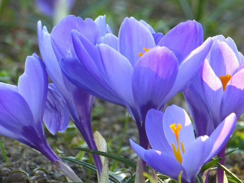 Crocus, Žiedas, Žydėti, Gėlė, Pavasaris, Violetinė, Pavasario Gėlė, Augalas, Gėlės, Žydėti