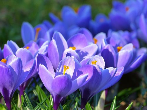 Crocus, Žiedas, Žydėti, Gėlė, Pavasaris, Violetinė, Pavasario Gėlė, Augalas, Gėlės, Žydėti