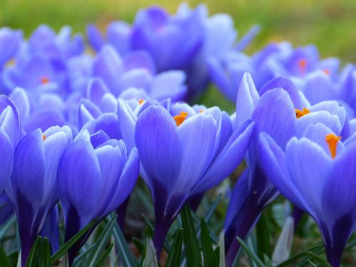 Crocus, Žiedas, Žydėti, Gėlė, Pavasaris, Violetinė, Pavasario Gėlė, Augalas, Gėlės, Žydėti