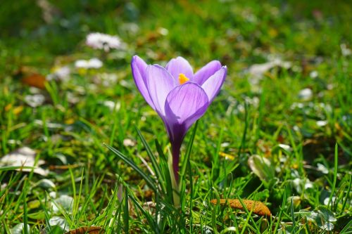 Crocus, Gėlės, Augalas, Pavasaris, Frühlingsblüher, Violetinė, Violetinė, Schwertliliengewaechs, Iridaceae, Dekoratyvinis Augalas