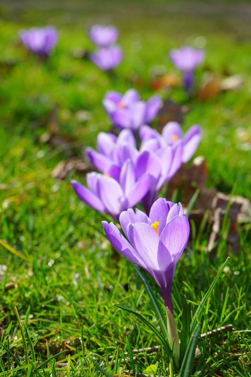 Crocus, Gėlės, Augalas, Pavasaris, Frühlingsblüher, Violetinė, Violetinė, Schwertliliengewaechs, Iridaceae, Dekoratyvinis Augalas