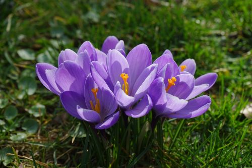 Crocus, Gėlės, Augalas, Pavasaris, Frühlingsblüher, Violetinė, Violetinė, Schwertliliengewaechs, Iridaceae, Dekoratyvinis Augalas