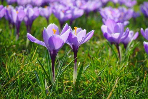 Crocus, Gėlės, Augalas, Pavasaris, Frühlingsblüher, Violetinė, Violetinė, Schwertliliengewaechs, Iridaceae, Dekoratyvinis Augalas