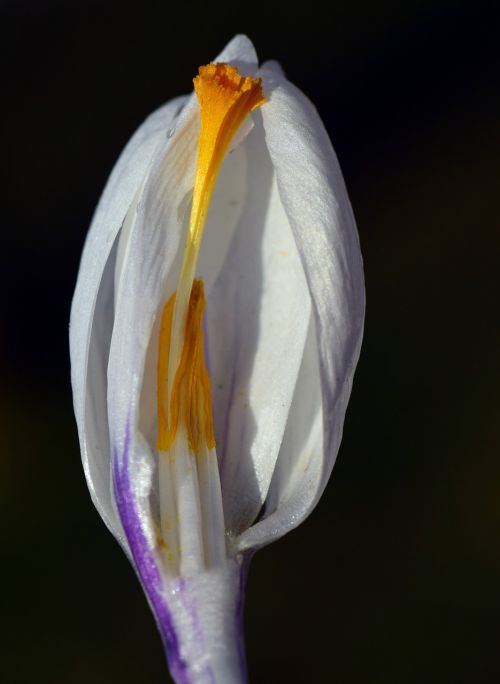 Crocus,  Balta,  Žiedas,  Žydėti,  Antspaudas,  Žiedadulkės,  Geltona,  Griežinėliais,  Atviras,  Budas,  Švelnus,  Paslėpta,  Pavasaris,  Uždaryti,  Gamta,  Gėlė,  Šviesus,  Augalas,  Velykos,  Pavasario Gėlė,  Be Honoraro Mokesčio