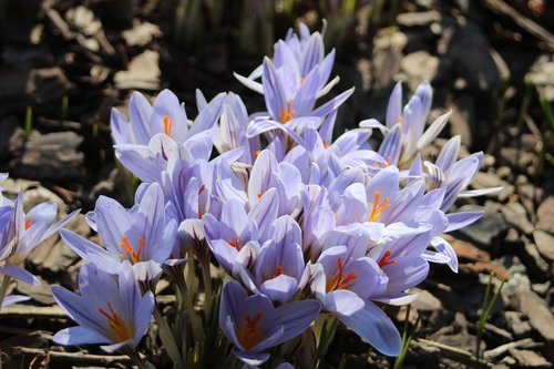 Crocus,  Gamta