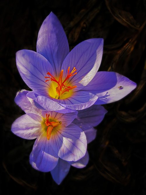 Crocus,  Gėlė