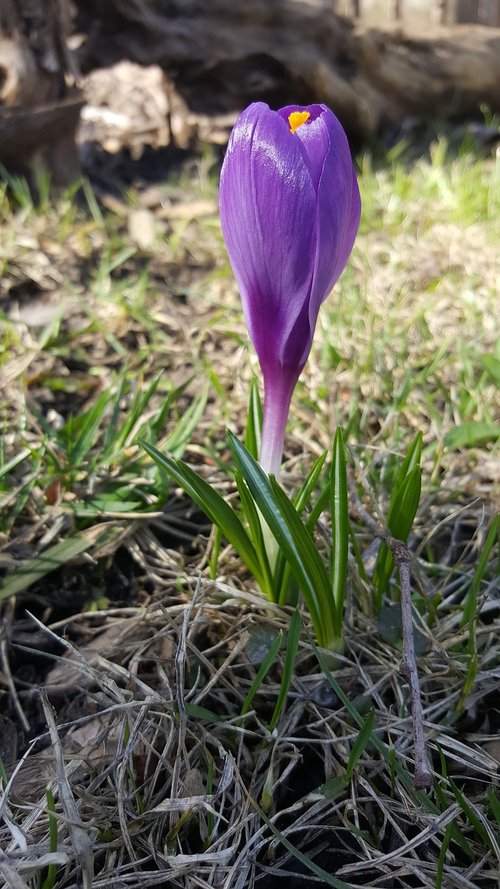 Crocus,  Pavasario Gėlė,  Violetinė Gėlė