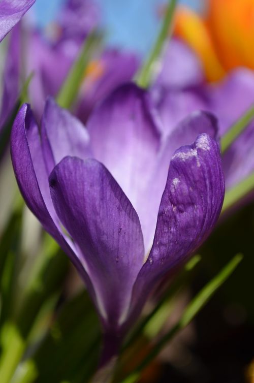 Crocus,  Gėlė,  Pavasario Gėlė,  Frühlingsanfang,  Augalas,  Žiedas,  Žydėti,  Violetinė,  Violetine