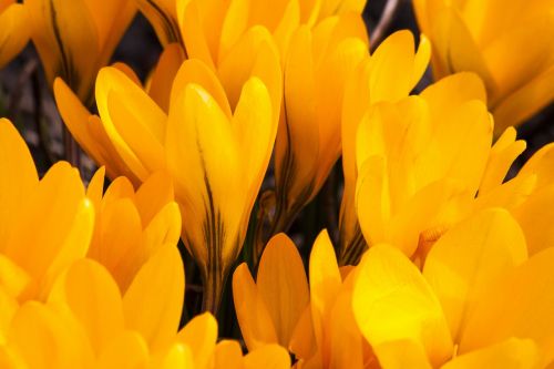 Crocus, Schwertliliengewaechs, Pavasario Krokusas, Gėlės, Žiedas, Žydėti, Gėlė, Flora, Žydėti, Gamta, Geltona, Pavasaris, Lenz