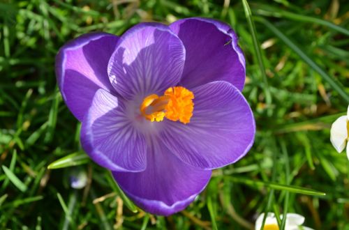 Crocus, Pavasaris, Gamta, Violetinė, Sodas, Pieva