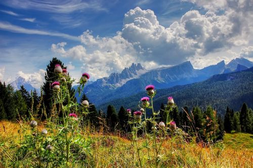 Kroda Da Lago, Dolomitai, Belluno, Mėlynas, Dangus, Vasara, Gamta, Vasaros Augalas, Žolės, Italy, Žygiai, Alm