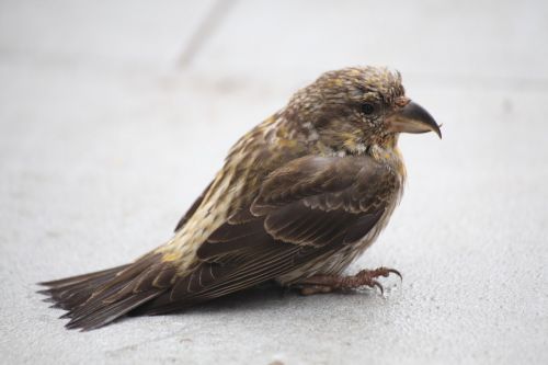 Crossbill, Paukštis, Iš Arti, Gamta