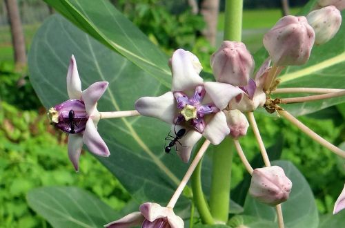 Vainiko Gėlė, Aak, Kalotropis Gigantea, Asclepiadaceae, Indija