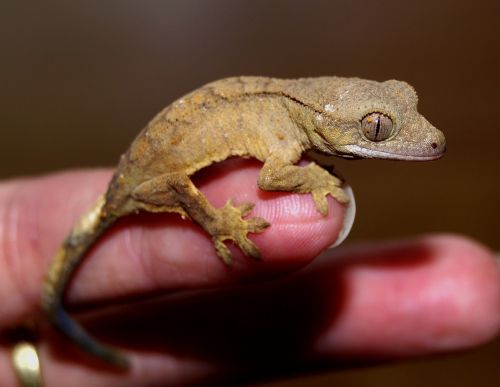 Vainiko Gecko, Ropliai, Gecko