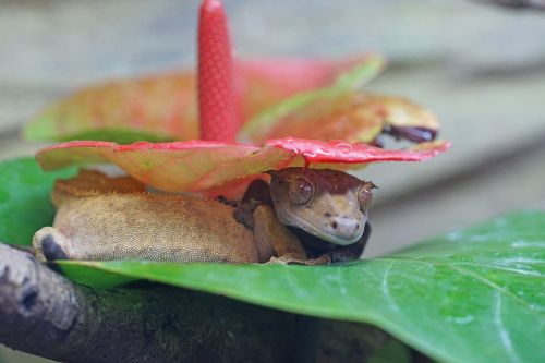 Vainiko Gecko, Gecko, Dieninis, Ropliai