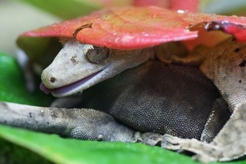 Vainiko Gecko, Driežas, Gecko, Gyvūnų Pasaulis, Ropliai
