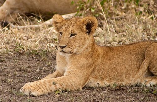 Cub, Afrika, Liūtas, Gyvūnas, Kūdikis, Mielas, Safari, Kenya