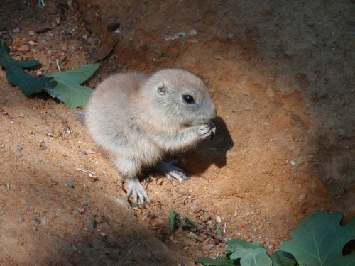 Cub, Zoologijos Sodas, Gyvūnas, Mielas, Šunys Prerijai