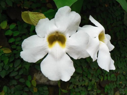 Kuba, Baltos Gėlės, Tropikai, Kvapas, Apdulkinimas, Botanika