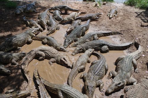 Kuba, Krokodilų Ūkis, Krokodilai