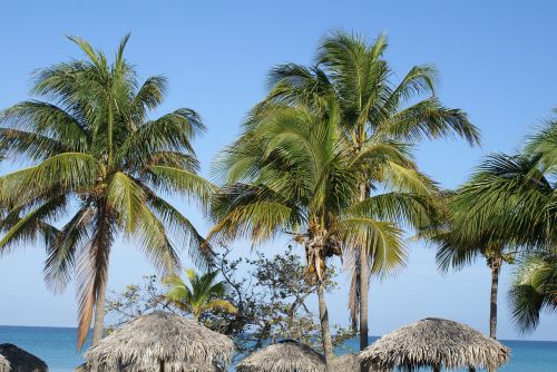 Kuba, Varadero, Palmės