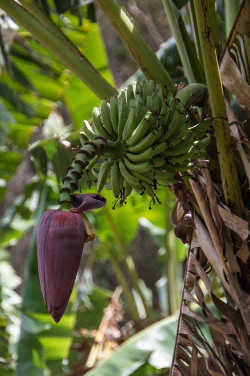 Kuba,  Bananai,  Bananų Gėlė,  Bananinis Krūmas,  Vaisių Žalia,  Bananų Plantacijos,  Tropikai,  Vaisiai,  Bananų Augalas