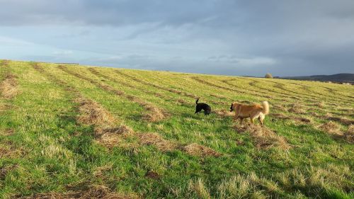 Culloden, Šuo Vaikščioti, Leonberger, Labradoras, Geriausi Draugai, Škotų, Škotija, Vista, Vaizdingas
