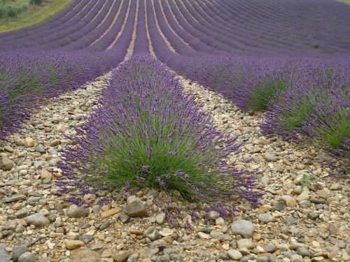 Kultūra Violetinė, Levanda, Provence