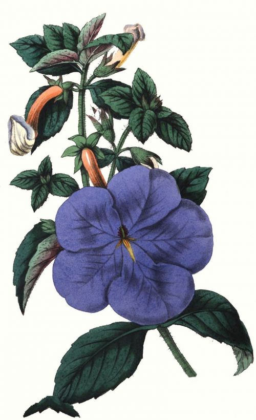Kupidono Lankas, Gėlė, Gamta, Flora, Botanika, Žiedas
