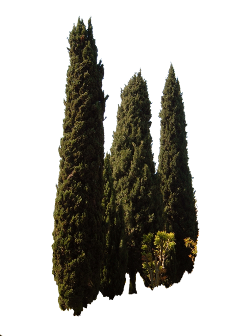 Cupressus Sempervirens, Medžiai, Viduržemio Jūros Medis