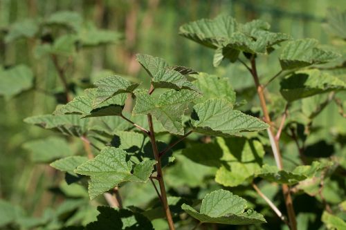 Serbentų, Serbentų Lapai, Lapai, Žalias, Gamta, Augalas, Vasara, Sodas, Sode, Daržovių Sodas