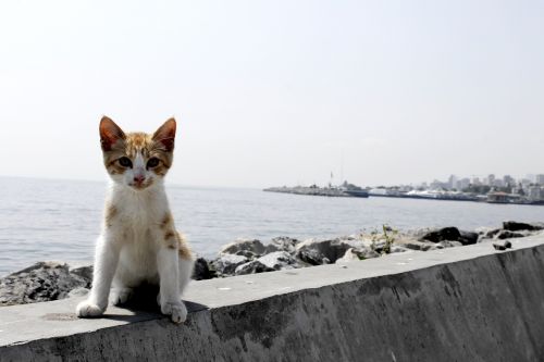 Katė, Kačiukas, Homelass, Mielas, Istanbulas, Imbiero Kailis